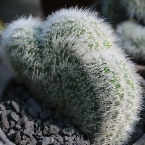 Cleistocactus straussii cristata