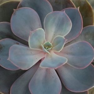 Echeveria ‘Perle von Nürnberg’