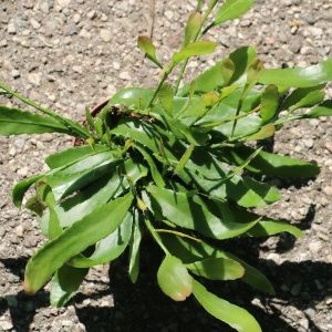 Large plant: Kimnachia ramulosus Red Coral