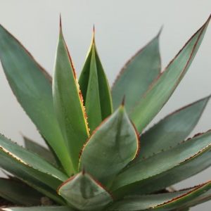 Agave Zhaka Zulu
