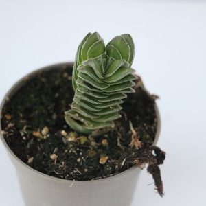 Crassula ‘Budda’s Temple’