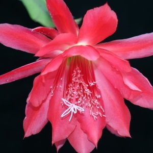 Pulheim Rosa