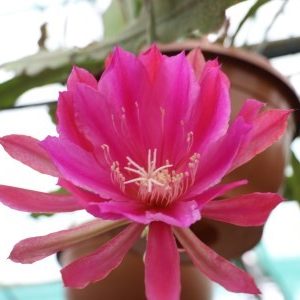 Rose of Athens