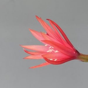 Felecino Flame