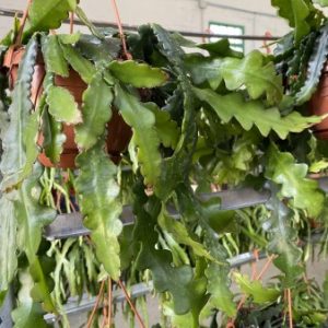 Cryptocereus plants (EU only)