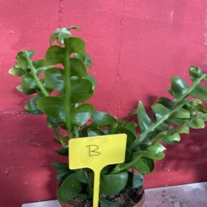 AAAK: Large plant of Marniera *Epiphyllum spec.( new species (EU only)