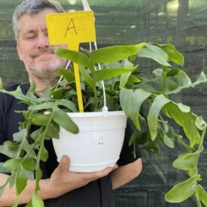AAAE: Large Plant Marniera (Epiphyllum ) crysocardium A (EU Only)