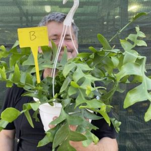 AAAF: Large plant of Marniera (Epiphyllum) crysocardium B (EU only)