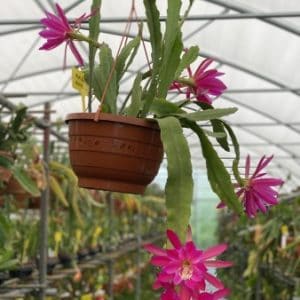 Large Plant: Ramiza Baki (EU only)
