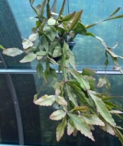 Large plant: Rhipsalis elliptica (EU only)