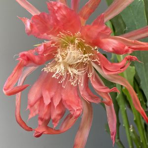 Rose Crinkled Miniature