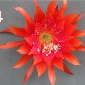 Epiphyllum Adopt a Name hybrid # 14