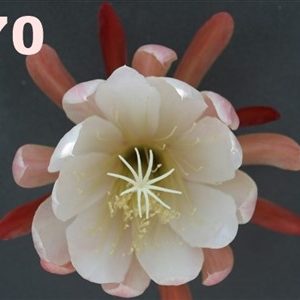 Epiphyllum Adopt a Name # 270