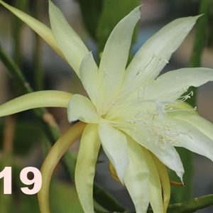 Epiphyllum Adopt a Name # 319