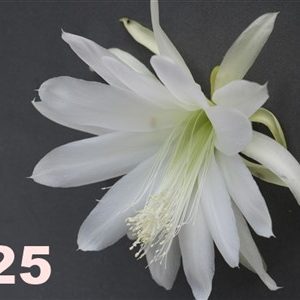 Epiphyllum Adopt a Name # 325
