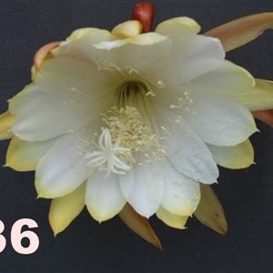 Epiphyllum Adopt a Name # 336