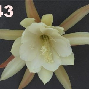 Epiphyllum Adopt a Name # 343