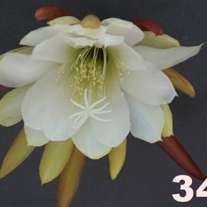 Epiphyllum Adopt a Name # 349