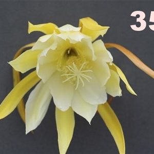 Epiphyllum Adopt a Name # 354
