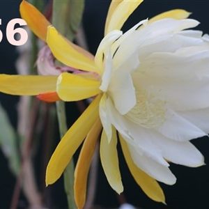 Epiphyllum Adopt a Name # 356