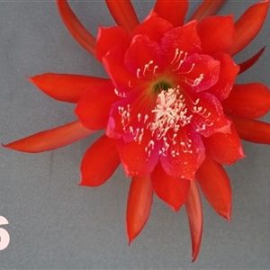 Epiphyllum Adopt a Name #