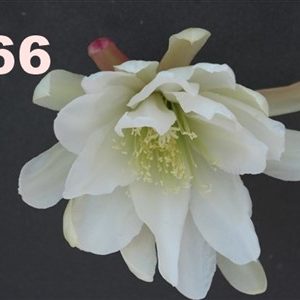 Epiphyllum Adopt A Name # 366
