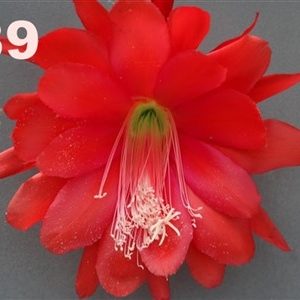 Epiphyllum Adopt a Name # 389
