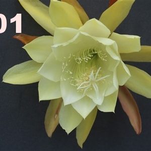 Epiphyllum Adopt a Name # 401