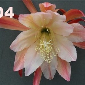 Epiphyllum Adopt a Name # 404