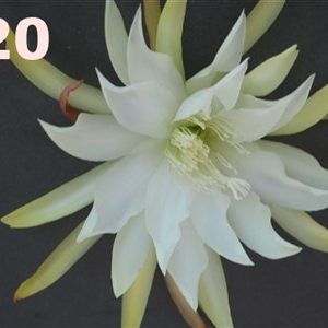Epiphyllum Adopt a Name, several names possible see numbers of photos