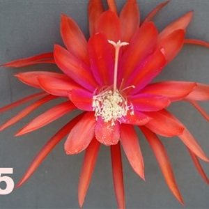 Epiphyllum Adopt a Name # 45