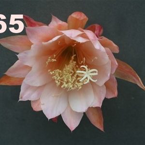 Epiphyllum Adopt a Name, several names possible, see number