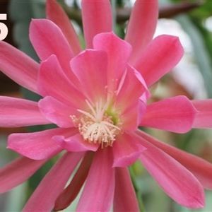 Epiphyllum Adopt a Name # 55