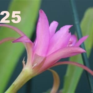 Epiphyllum Adopt a Name, several names possible, see number
