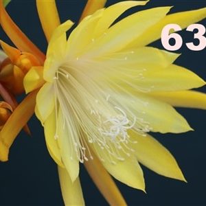 Epiphyllum Adopt a Name, several names possible, see number