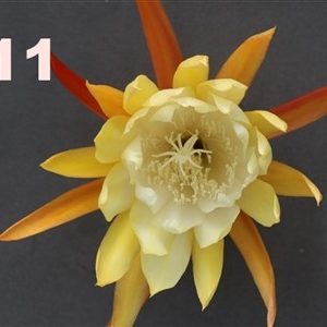 Epiphyllum Adopt a Name, several names possible, see numbers