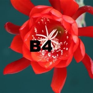 Epiphyllum Adopt a Name, several possibilities, see numbers