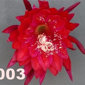 Epiphyllum Adopt a Name, several possibilities, see numbers