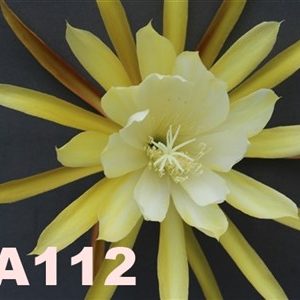 Epiphyllum Adopt a Name, several possibilities possible, see numbers