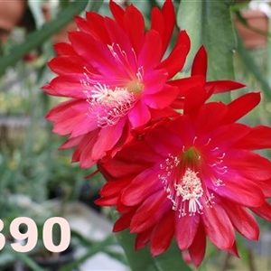 Epiphyllum Adopt a Name, several possibilities, see numbers