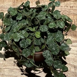 Hoya curtisii large plant (EU only)