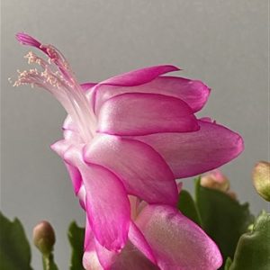 Schlumbergera Italian Hero (EU only)