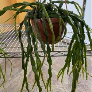 Lepismium paradoxum cutting