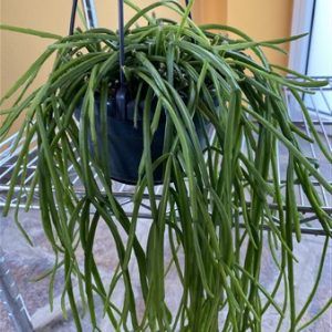 Rhipsalis tonduzii cutting unrooted