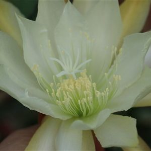 Thủ Đức