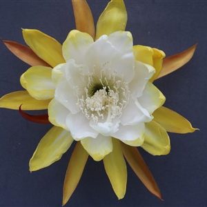 Việt Nam