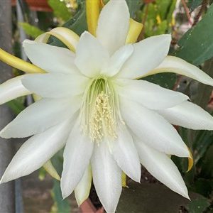 Silbermond
