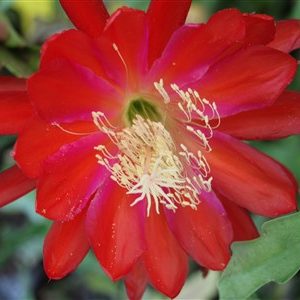 Emperor Temnu