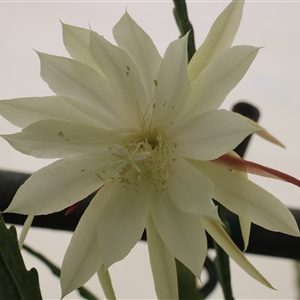 Princess Rufio di Calabria