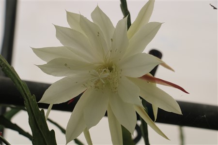 Princess Rufio di Calabria